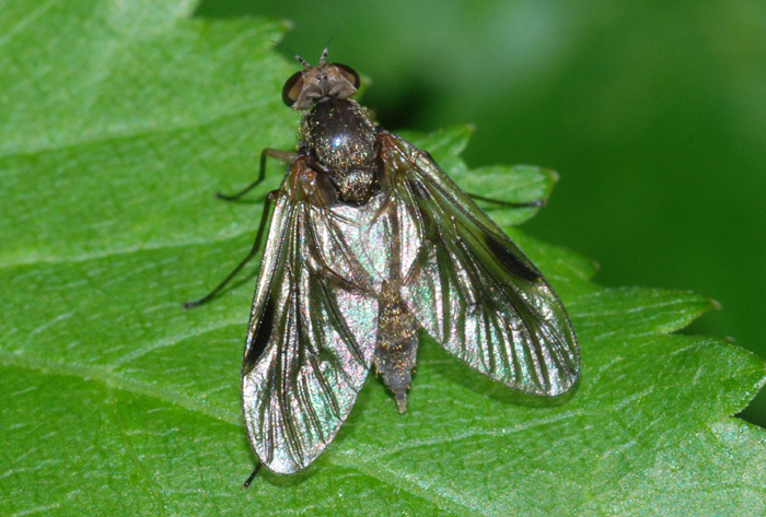 Rhagionidae, Rhagio sp.